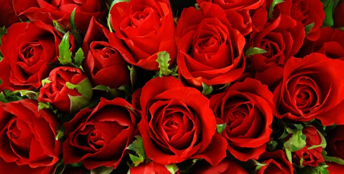 Red roses background - natural texture of love
